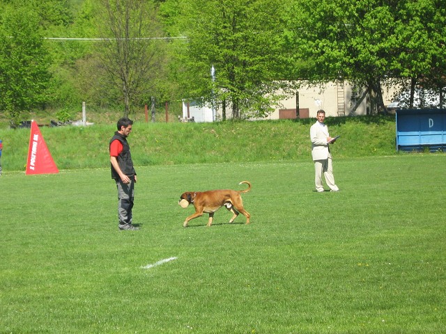 www.atibox.net * www.euroboxer.eu * www.boxergenealogia.eu